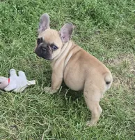 Micky, a male French Bulldog for sale in Garretson, SD – 9 of 9