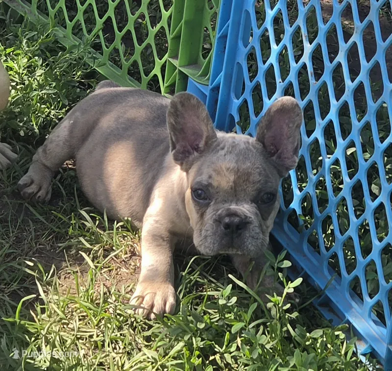 Olaf – French Bulldog puppy for sale in Garretson, SD