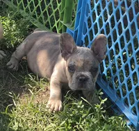 Olaf, a male French Bulldog for sale in Garretson, SD – 2 of 4