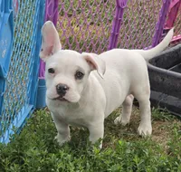 Scooby, a male French Bulldog and American Bully for sale in Garretson, SD – 2 of 2