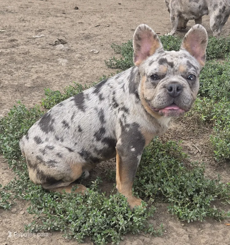 Jericho  – French Bulldog puppy for sale in Garretson, SD