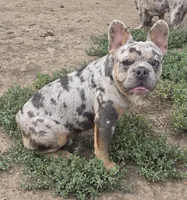 Jericho , a male French Bulldog for sale in Garretson, SD – 1 of 4