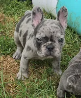 Emma, a female French Bulldog for sale in Garretson, SD – 2 of 5