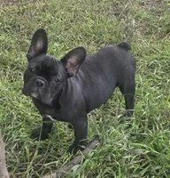 Edison , a male French Bulldog for sale in Garretson, SD – 3 of 6