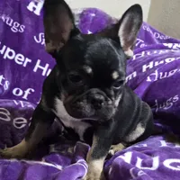 Rigby, a male French Bulldog for sale in Garretson, SD – Photo 3 of 7