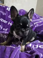 Rigby, a male French Bulldog for sale in Garretson, SD – Photo 3 of 8