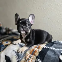 Rigby, a male French Bulldog for sale in Garretson, SD – Photo 6 of 7