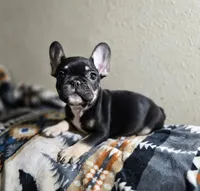 Rigby, a male French Bulldog for sale in Garretson, SD – Photo 4 of 8