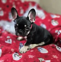 Rigby, a male French Bulldog for sale in Garretson, SD – Photo 5 of 8