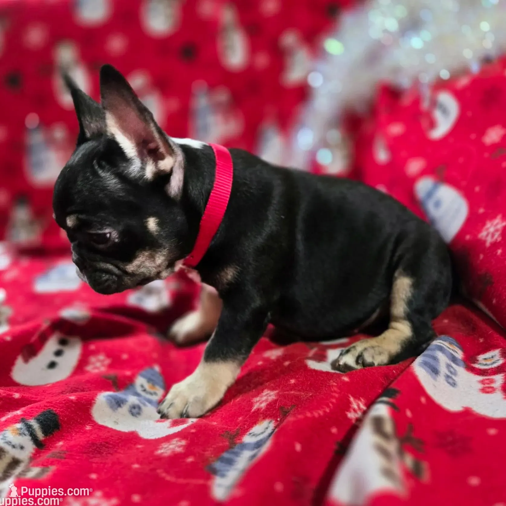Rigby, a male French Bulldog for sale in Garretson, SD – Photo 7 of 7