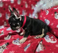 Rigby, a male French Bulldog for sale in Garretson, SD – Photo 6 of 8