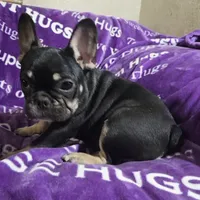 Rigby, a male French Bulldog for sale in Garretson, SD – Photo 1 of 7