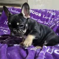 Rigby, a male French Bulldog for sale in Garretson, SD – Photo 2 of 7