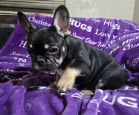 Rigby, a male French Bulldog for sale in Garretson, SD – Photo 2 of 8