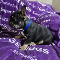 Rigby, a male French Bulldog for sale in Garretson, SD – Photo 5 of 7