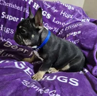 Rigby, a male French Bulldog for sale in Garretson, SD – Photo 8 of 8