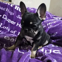 Rigby, a male French Bulldog for sale in Garretson, SD – Photo 4 of 7