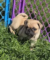 Paul, a male Pug for sale in Garretson, SD – 3 of 3