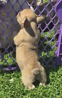 Micky, a male French Bulldog for sale in Garretson, SD – 7 of 9
