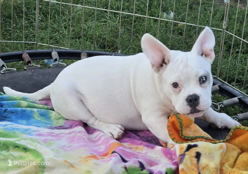 Shaggy – French Bulldog, American Bully puppy for sale in Garretson, SD
