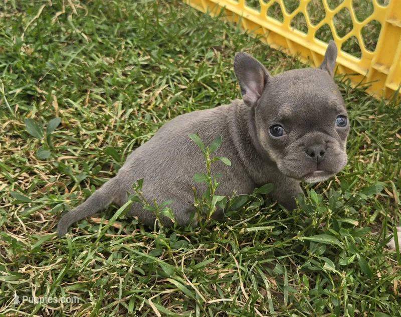 Olive – French Bulldog, American Bully puppy for sale in Garretson, SD