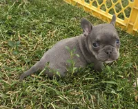 Olive, a female French Bulldog and American Bully for sale in Garretson, SD – 1 of 3