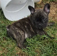 Eden, a female French Bulldog for sale in Garretson, SD – 2 of 4