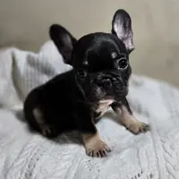 Riley, a female French Bulldog for sale in Garretson, SD – Photo 4 of 7