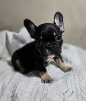 Riley, a female French Bulldog for sale in Garretson, SD – Photo 2 of 6