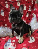 Riley, a female French Bulldog for sale in Garretson, SD – Photo 4 of 6