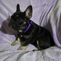 Riley, a female French Bulldog for sale in Garretson, SD – Photo 1 of 7