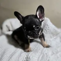 Riley, a female French Bulldog for sale in Garretson, SD – Photo 6 of 7