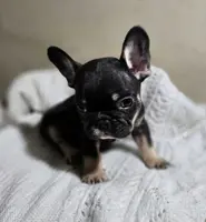 Riley, a female French Bulldog for sale in Garretson, SD – Photo 5 of 6