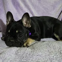 Riley, a female French Bulldog for sale in Garretson, SD – Photo 2 of 7