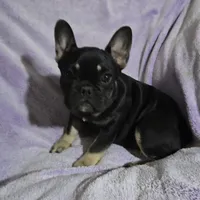 Riley, a female French Bulldog for sale in Garretson, SD – Photo 3 of 7