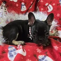 Riley, a female French Bulldog for sale in Garretson, SD – Photo 7 of 7