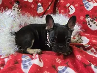 Riley, a female French Bulldog for sale in Garretson, SD – Photo 6 of 6