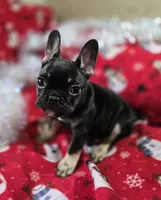 Riley, a female French Bulldog for sale in Garretson, SD – Photo 1 of 6