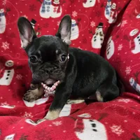 Riley, a female French Bulldog for sale in Garretson, SD – Photo 5 of 7