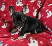 Riley, a female French Bulldog for sale in Garretson, SD – Photo 3 of 6