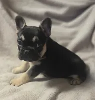 Rambo, a male French Bulldog for sale in Garretson, SD – 2 of 4