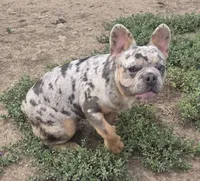 Jericho , a male French Bulldog for sale in Garretson, SD – 4 of 4