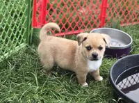 Colton, a male Pembroke Welsh Corgi and Pug for sale in Garretson, SD – 3 of 4