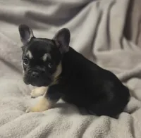 Rambo, a male French Bulldog for sale in Garretson, SD – 4 of 4