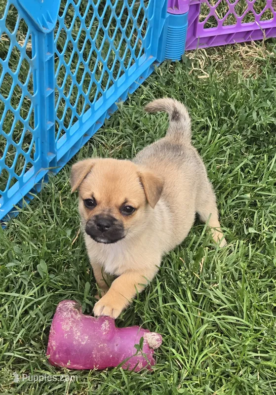 Cameron  – Pembroke Welsh Corgi, Pug puppy for sale in Garretson, SD