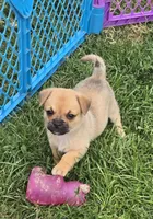 Cameron , a male Pembroke Welsh Corgi and Pug for sale in Garretson, SD – 1 of 4