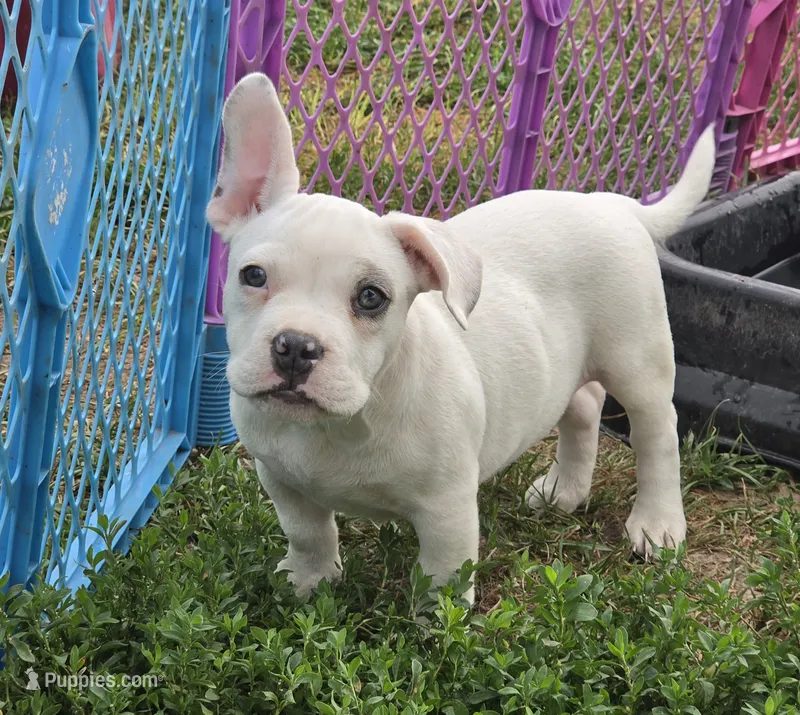 Scooby – French Bulldog, American Bully puppy for sale in Garretson, SD