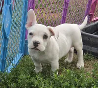 Scooby, a male French Bulldog and American Bully for sale in Garretson, SD – 1 of 2