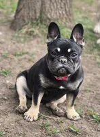 Riley, a female French Bulldog for sale in Garretson, SD – 2 of 8
