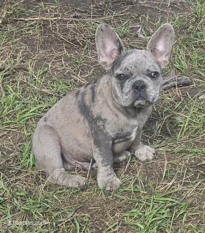 Elmo – French Bulldog puppy for sale in Garretson, SD